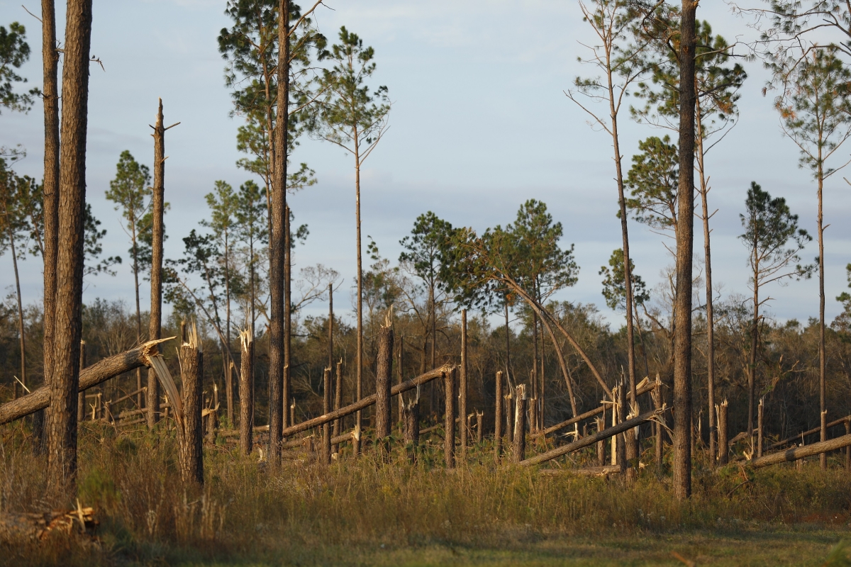 A forest of pine trees, many of them snapped off by winds from Hurricane Michael.